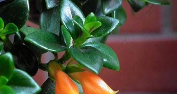 解读吊兰的花语（从绿叶中汲取生机，吊兰的幸福之路）