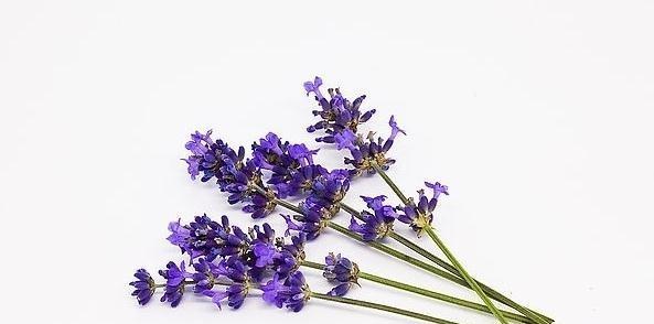 熏衣草花语的美好寓意（探寻熏衣草背后的深层含义）