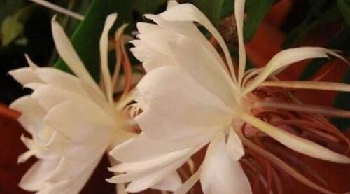 解密昙花的花语象征与寓意（探究昙花的神秘与美丽，解读它们的内涵与意义）