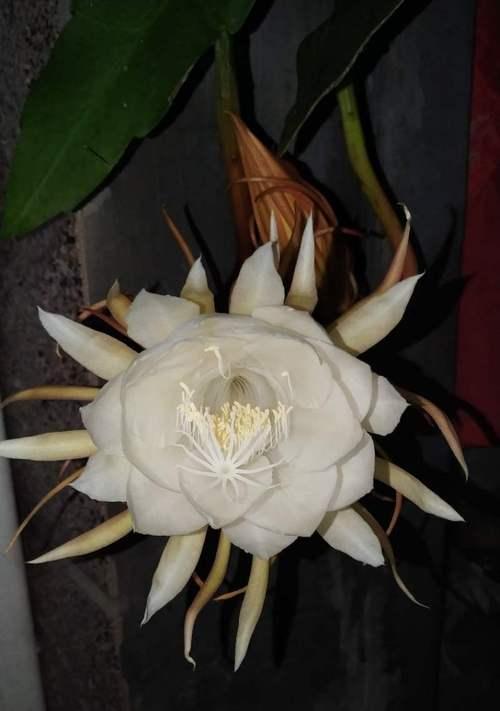 解密昙花的花语象征与寓意（探究昙花的神秘与美丽，解读它们的内涵与意义）