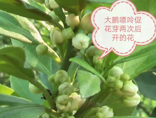 花芽分化——植物成长的关键节点（探究植物花芽分化的意义及影响因素）