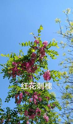 红花刺槐的花语与意义（探寻红花刺槐的文化内涵）