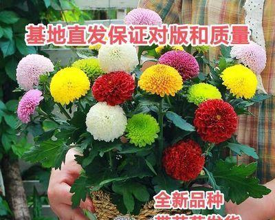 乒乓菊花开花时间及特点（探寻乒乓菊开花之谜）