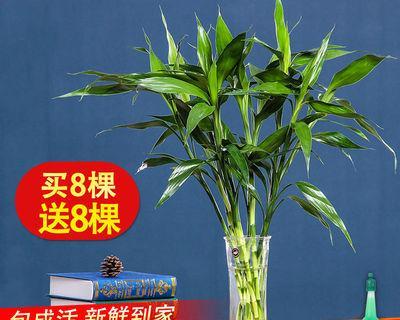 打造室内水培花园，让生活充满绿色氧气（从选择花种到养护技巧，一篇全面攻略）