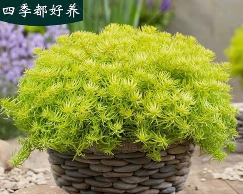 金叶佛甲草的种植技巧（助你轻松打造美丽庭院，金叶佛甲草种植秘籍揭秘）
