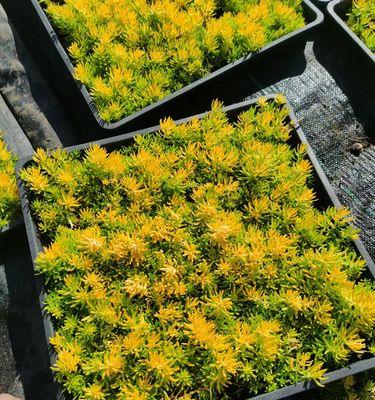 金叶佛甲草的种植技巧（助你轻松打造美丽庭院，金叶佛甲草种植秘籍揭秘）