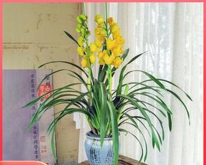 大花蕙兰开花时间及花期介绍（探秘大花蕙兰的盛放时刻及美丽绽放）