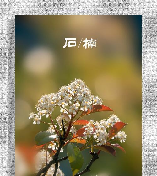 石楠花的花语（探寻石楠花背后的意义与象征）