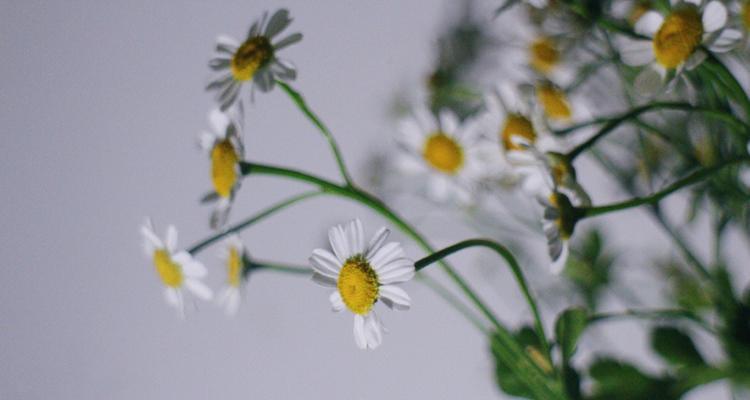 小雏菊的花语（揭开小雏菊的丰富内涵，探究其花语的含义）