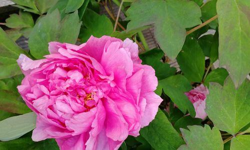 牡丹花的花语和寓意（向世界传递的“国色天香”）