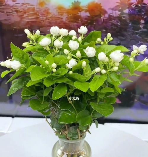 如何科学养护茉莉花（茉莉花的九宜与三忌）