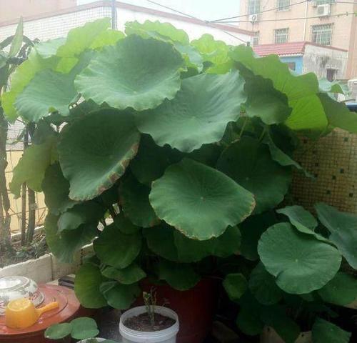 盆栽荷花施肥全攻略（荷花施肥方法详解，让你的花儿更健康）