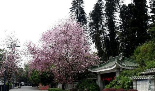 宫粉紫荆花期（赏花胜地在南方——中国广州）