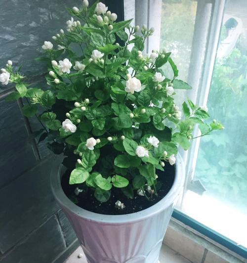 盆栽茉莉花的养殖技巧（打造芬芳花园，让家更有情调）