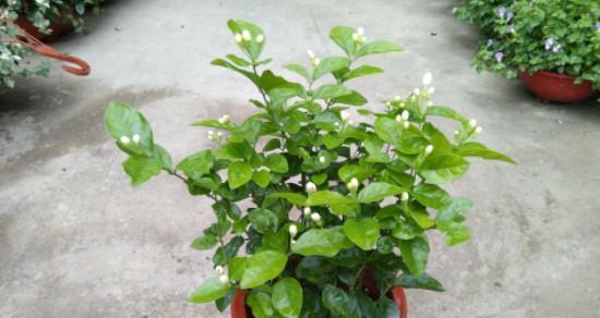 盆栽茉莉花的养殖技巧（打造芬芳花园，让家更有情调）
