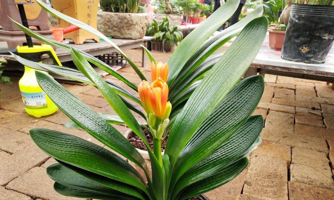 花叶君子兰的养护指南（让你的花叶君子兰生机勃勃，绽放美丽）