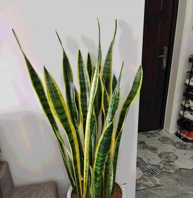 虎皮剑兰需要晒阳光吗？（探究虎皮剑兰生长的环境需求及养护方法）