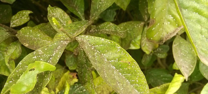栀子花容易招虫，该如何防治（栀子花栽培与管理的注意事项）