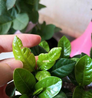 栀子花容易招虫，该如何防治（栀子花栽培与管理的注意事项）