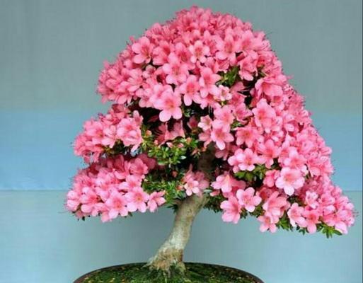 夏天杜鹃花好养吗？（全方位教你如何养护夏天杜鹃花）