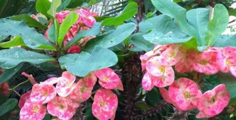 刺梅花的养殖方法（一步步教你如何种植刺梅花，让它成为你家的主角）