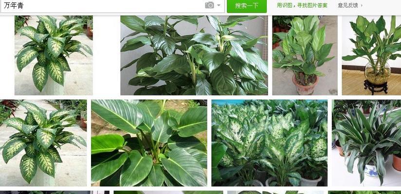 养殖斑马万年青需谨慎（了解其毒性，保护生态）
