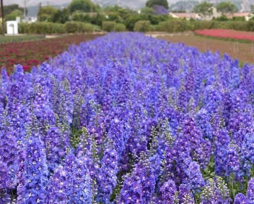 了解宿根花卉植物，打造长青花园（探秘宿根花卉植物的品种与特点，让你的花园四季有花开）