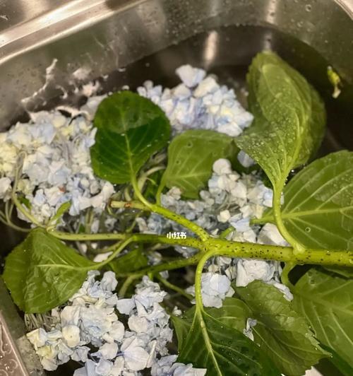 水中花卉的种类（探索适宜水中生长的美丽花卉）