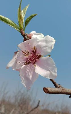 探秘桃花叶子的奥秘（外观特征与生长习性）