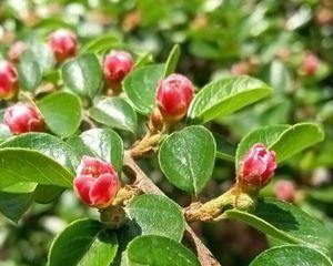 平枝荀子——先秦儒家思想家的代表（探寻“天人合一”思想的源头）