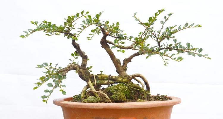 平枝荀子——先秦儒家思想家的代表（探寻“天人合一”思想的源头）