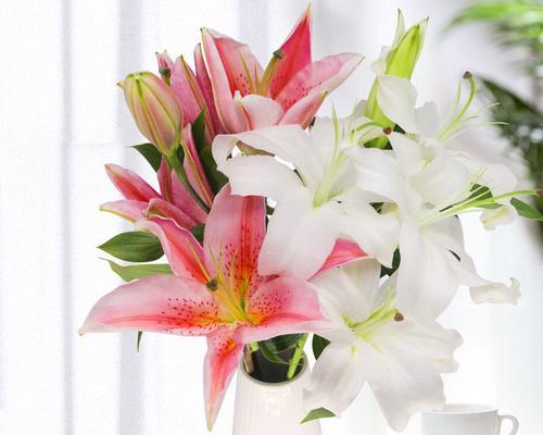 水养百合花的养护方法（从萌芽到绽放，从水分到肥料，全面掌握水养百合的技巧）