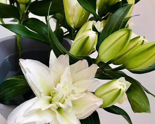 水养百合花的养护方法（从萌芽到绽放，从水分到肥料，全面掌握水养百合的技巧）