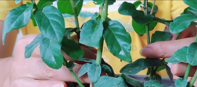 茉莉花开了为什么会掉落（解析茉莉花掉落现象与栽培技巧）