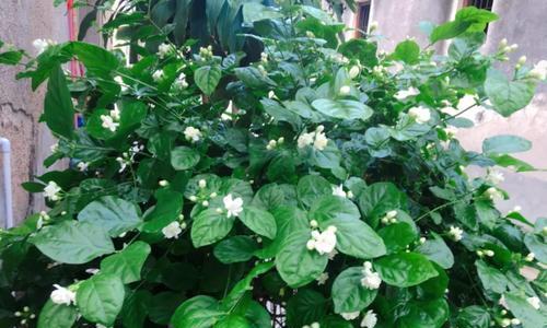 茉莉花开了为什么会掉落（解析茉莉花掉落现象与栽培技巧）