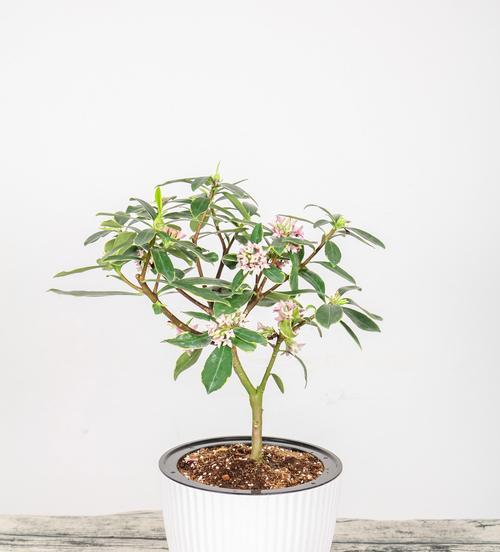 如何让瑞香温馨过冬？（掌握正确温度，瑞香越过越美！）