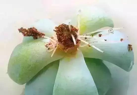 多肉植物扦插技巧（提高多肉植物扦插生根率的有效方法）