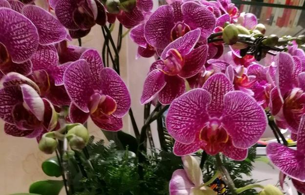 蝴蝶兰开花后的养护技巧（打造绚丽花境，让蝴蝶兰更美）