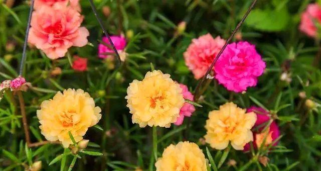四季花开，盛开芳华（探寻一年四季常开的花儿，满园芳菲谁最美）