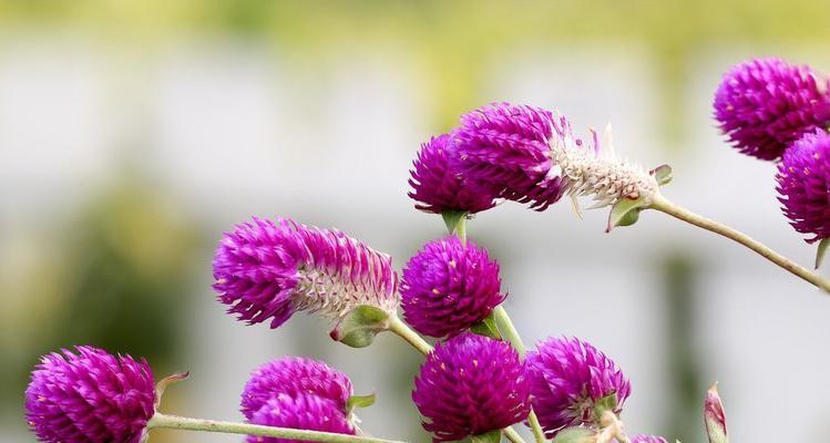 四季花开，盛开芳华（探寻一年四季常开的花儿，满园芳菲谁最美）