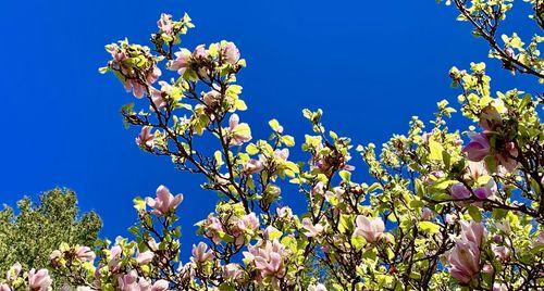 四季花开，盛开芳华（探寻一年四季常开的花儿，满园芳菲谁最美）