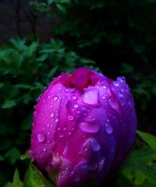 寓意与象征——紫色牡丹花（探究紫色牡丹花的内涵和文化价值）