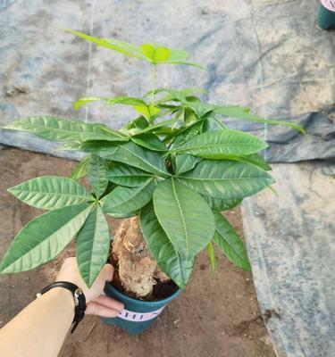 加仑盆种植之道——选择合适的植物（探索加仑盆的多样用途，打造绿色居家环境）