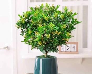 加仑盆种植之道——选择合适的植物（探索加仑盆的多样用途，打造绿色居家环境）
