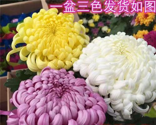 菊花水的保鲜技巧（如何让菊花水更长久地保鲜）