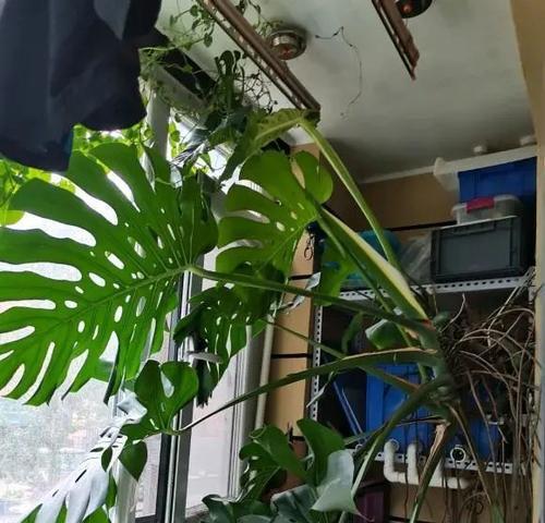 龟背竹养殖技巧详解