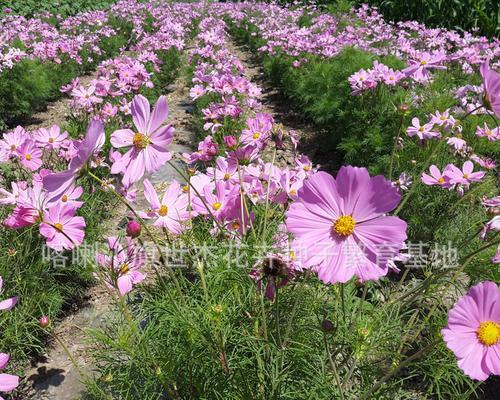 如何选择最佳的波斯菊种子？（时间、品种、品质是关键）