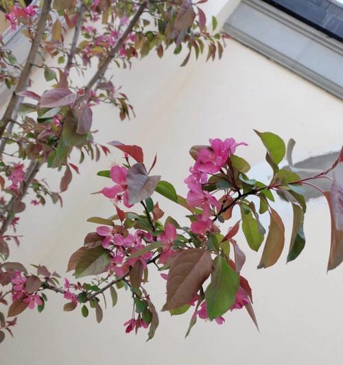 如何修剪海棠花开花更美（海棠花修剪技巧，让你轻松打造美丽花园）
