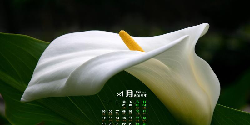 送马蹄莲花，传达你我的情谊（马蹄莲花代表着什么，让我们一起了解吧）