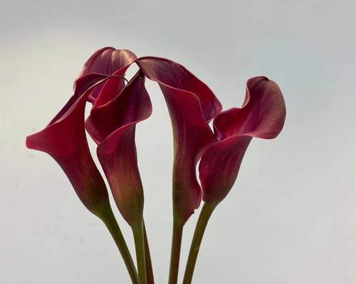 送马蹄莲花，传达你我的情谊（马蹄莲花代表着什么，让我们一起了解吧）